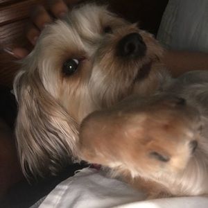 Meet your Posher, Tenita